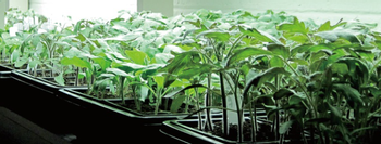 Seeding <font color='red'>heated</font> <font color='red'>mat</font>