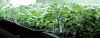 <font color='red'>Brand</font> <font color='red'>new</font> seeding heating mat for flower with great price