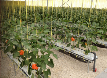 Waterproof PVC seedling heat mat 40 60cm 40w