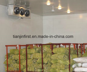Cold Room Cold Storage Refrigerator Freezer/Meat Fruit