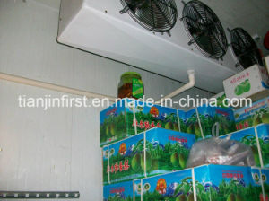 Frozen Cold Room for Meat and Fish