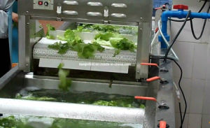 Fruit and Vegetable Industrial Washing Machine