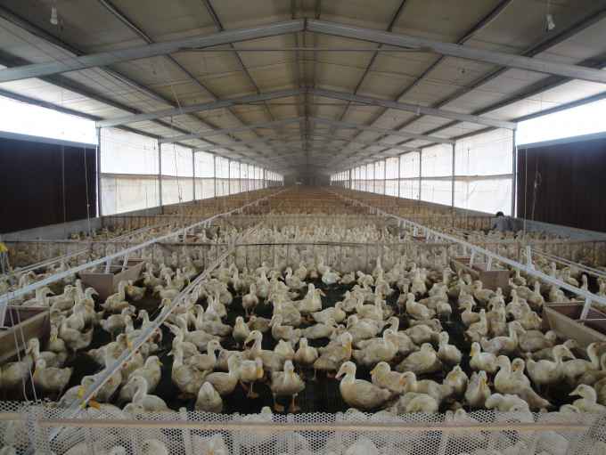 evaporative cooling pad for poultry use