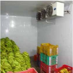 banana searing rooms