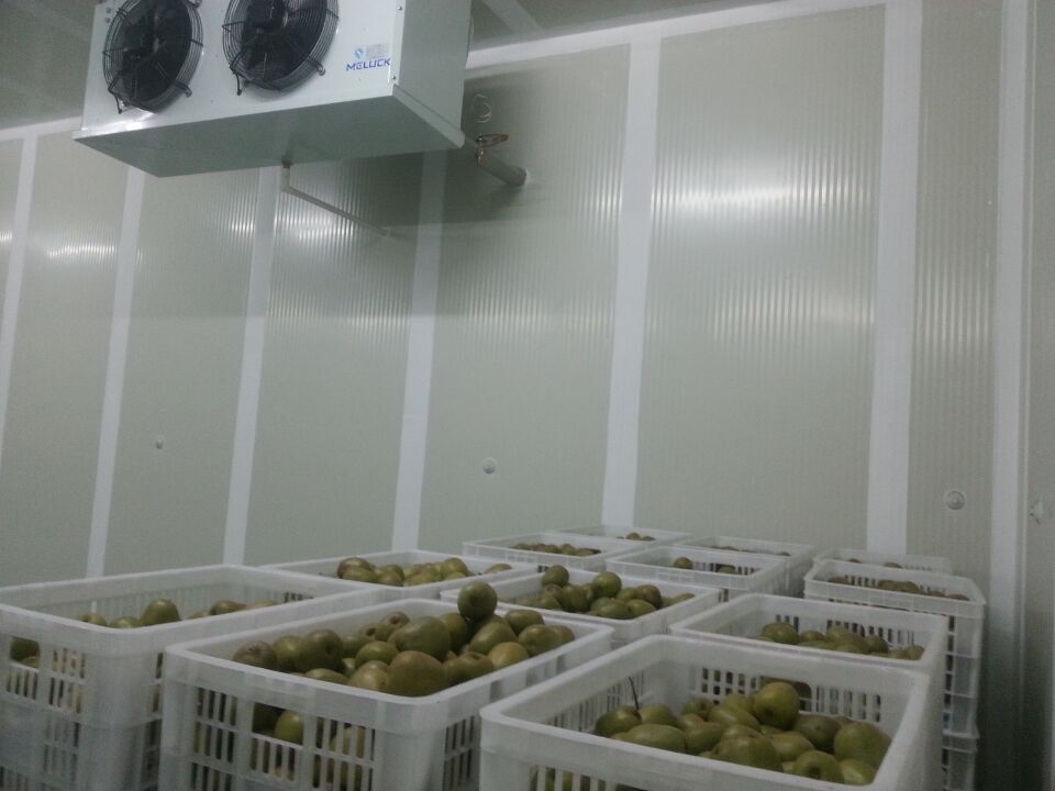 Kiwi cold storage and cold room，warehouse