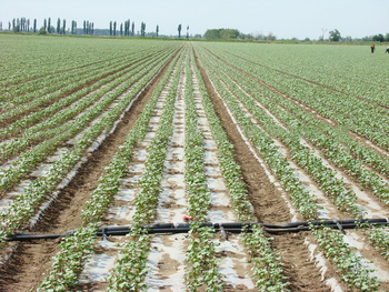 watering irrigation pipe with PE material