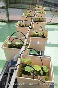 Plastic Bato Pot Dutch Bucket or Tamatoes